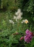 Milžinas Fleeceflower, Balta Vilna Gėlė, Baltas Drakonas