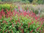rojo Flores de jardín Vellón Montaña, Polygonum amplexicaule, Persicaria amplexicaulis Foto