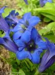 blå Hage blomster Gentian, Vier Gentian, Gentiana Bilde