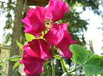 rojo Flores de jardín Guisante De Olor, Lathyrus odoratus Foto