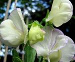 weiß Gartenblumen Wicke, Lathyrus odoratus Foto