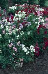 blanco Flores de jardín Guisante De Olor, Lathyrus odoratus Foto