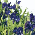 blå Have Blomster Sweet Pea, Lathyrus odoratus Foto
