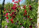 burgundia Kerti Virágok Cukorborsó, Lathyrus odoratus fénykép