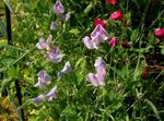 lilla Have Blomster Sweet Pea, Lathyrus odoratus Foto