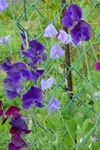 purple Garden Flowers Sweet Pea, Lathyrus odoratus Photo