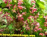 წითელი ბაღის ყვავილები Longspur Epimedium, Barrenwort სურათი