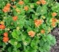 оранжевый Садовые Цветы Гравилат, Geum Фото