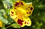 dzeltens Mērkaķis Zieds, Mimulus Foto