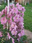 rosa Trädgårdsblommor Riddarsporre, Delphinium Fil