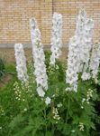 бял Градински цветове Делфиниум, Delphinium снимка
