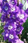 púrpura Flores de jardín Espuela De Caballero, Delphinium Foto
