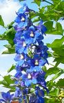 蓝色 园林花卉 飞燕, Delphinium 照