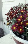 винен Градински цветове Dendranthema снимка
