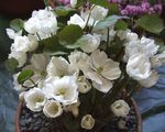 λευκό Λουλούδια κήπου Twinleaf, Jeffersonia dubia φωτογραφία