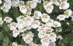 baltas Sodo Gėlės Diascia, Twinspur Nuotrauka