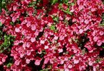 červená Záhradné kvety Diascia, Twinspur fotografie
