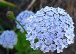 fotografie Albastru Floare Dantelă, Daisy Insula Rottnest descriere