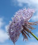 flieder Blaue Spitze Blume, Rottnest Island Daisy, Didiscus Foto