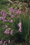 syrin Hage blomster Engels Fiskestang, Fe Tryllestav, Wandflower, Dierama Bilde