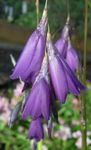 lila Gartenblumen Engels Angelrute, Feenhaften Stab, Wandflower, Dierama Foto