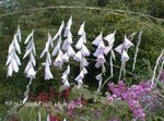 balts Dārza Ziedi Eņģeļa Makšķere, Pasaku Zizlis, Wandflower, Dierama Foto
