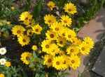 jaune les fleurs du jardin Cape Souci, Marguerite Africaine, Dimorphotheca Photo