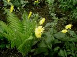 żółty Ogrodowe Kwiaty Doronicum Wschodniej, Doronicum orientale zdjęcie