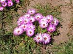 rožinis Sodo Gėlės Livingstone Daisy, Dorotheanthus (Mesembryanthemum) Nuotrauka