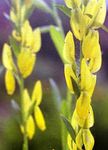 amarillo Flores de jardín Greenweed De Tintorero, Genista tinctoria Foto