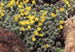 黄 庭の花 Douglasia、岩山ドワーフ·プリムローズ、vitaliana フォト