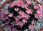 růžový Zahradní květiny Douglasia, Skalnaté Horské Trpaslík-Pupalka, Vitaliana fotografie