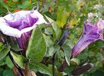 lila Flores de jardín La Trompeta De Ángel, Trompeta Del Diablo, Cuerno De La Abundancia, Estramonio Suave, Datura metel Foto