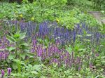 svijetlo plava Vrtne Cvjetovi Trublja, Bugleweed, Ajuga Foto