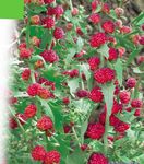κόκκινος Λουλούδια κήπου Μπαστούνια Φράουλα, Chenopodium foliosum φωτογραφία