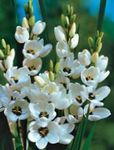 bela Vrtno Cvetje Ixia fotografija