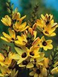 żółty Ogrodowe Kwiaty Ixia zdjęcie