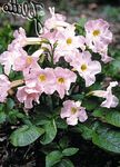 růžový Zahradní květiny Hardy Gloxínie, Incarvillea delavayi fotografie
