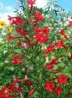 sarkans Dārza Ziedi Stāvot Ciprese, Koši Gilia, Ipomopsis Foto