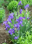plava Vrtne Cvjetovi Iris, Iris barbata Foto