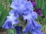 šviesiai mėlynas Sodo Gėlės Rainelė, Iris barbata Nuotrauka