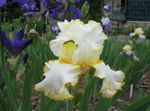 желтый Садовые Цветы Ирис бородатый, Iris barbata Фото