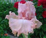 rosa Flores de jardín Iris, Iris barbata Foto