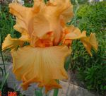 orange Garden Flowers Iris, Iris barbata Photo