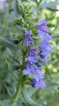γαλάζιο Λουλούδια κήπου Υσσώπος, Hyssopus officinalis φωτογραφία