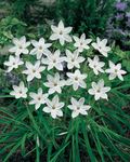 bela Vrtno Cvetje Pomlad Starflower, Ipheion fotografija