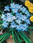 ღია ლურჯი ბაღის ყვავილები გაზაფხულზე Starflower, Ipheion სურათი