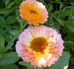 rose les fleurs du jardin Souci De Pot, Calendula officinalis Photo