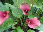 rosa Gartenblumen Calla-Lilien, Aronstab Foto