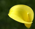 geltonas Sodo Gėlės Calla Lily, Kalis Nuotrauka